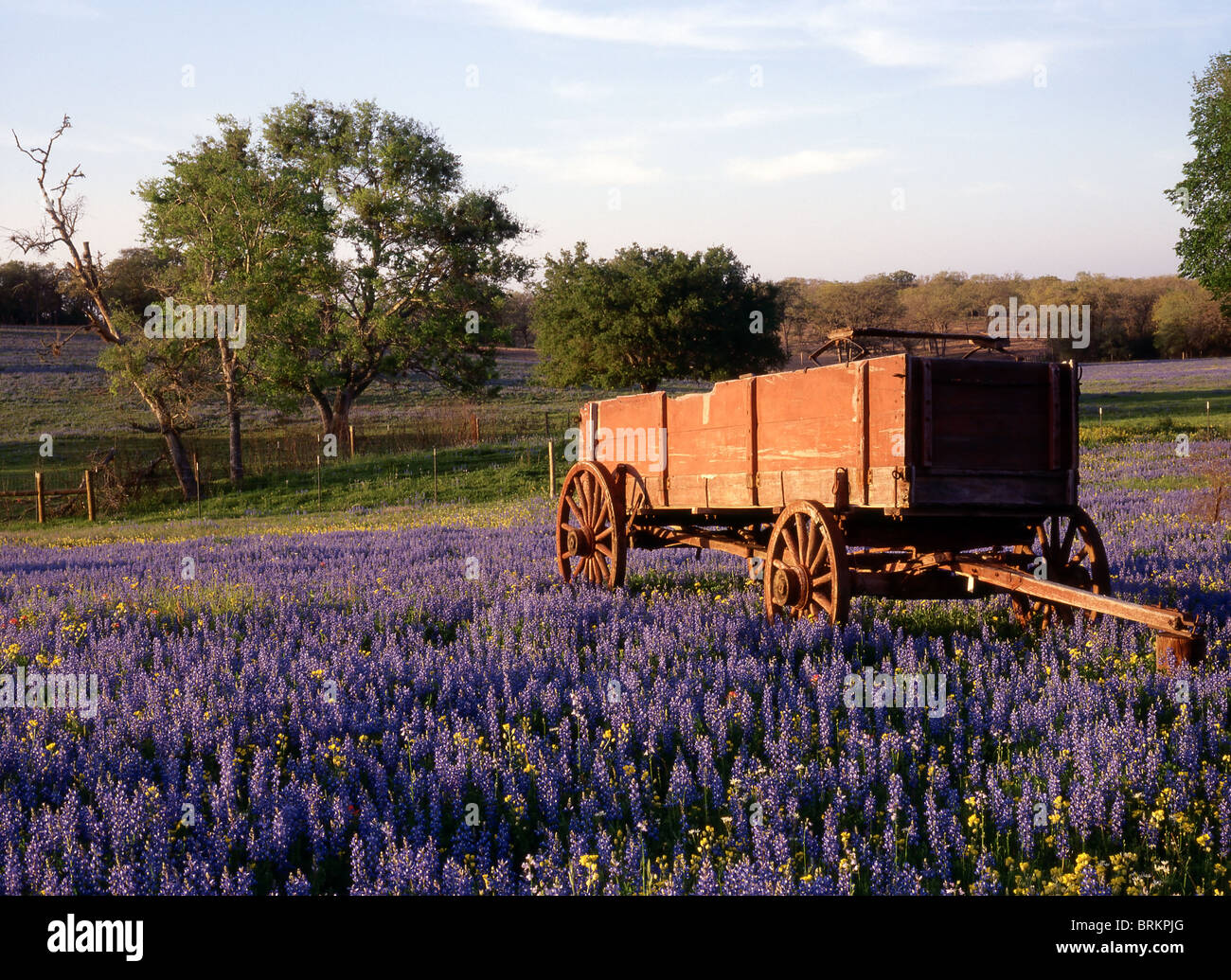 Montagne près de Austin au Texas, avec Wagon dans domaine de Blue Bonnets Banque D'Images