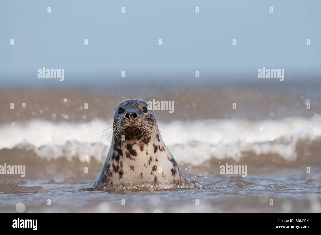 Phoque gris Halichoerus grypus femelle en novembre Norfolk surf Banque D'Images