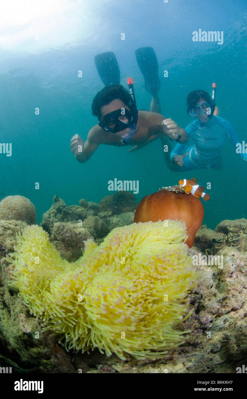 Les plongeurs de false clown poisson clown dans l'anémone, Gayana Eco-Resort, Gaya, l'île de Sabah, en Malaisie orientale. Banque D'Images