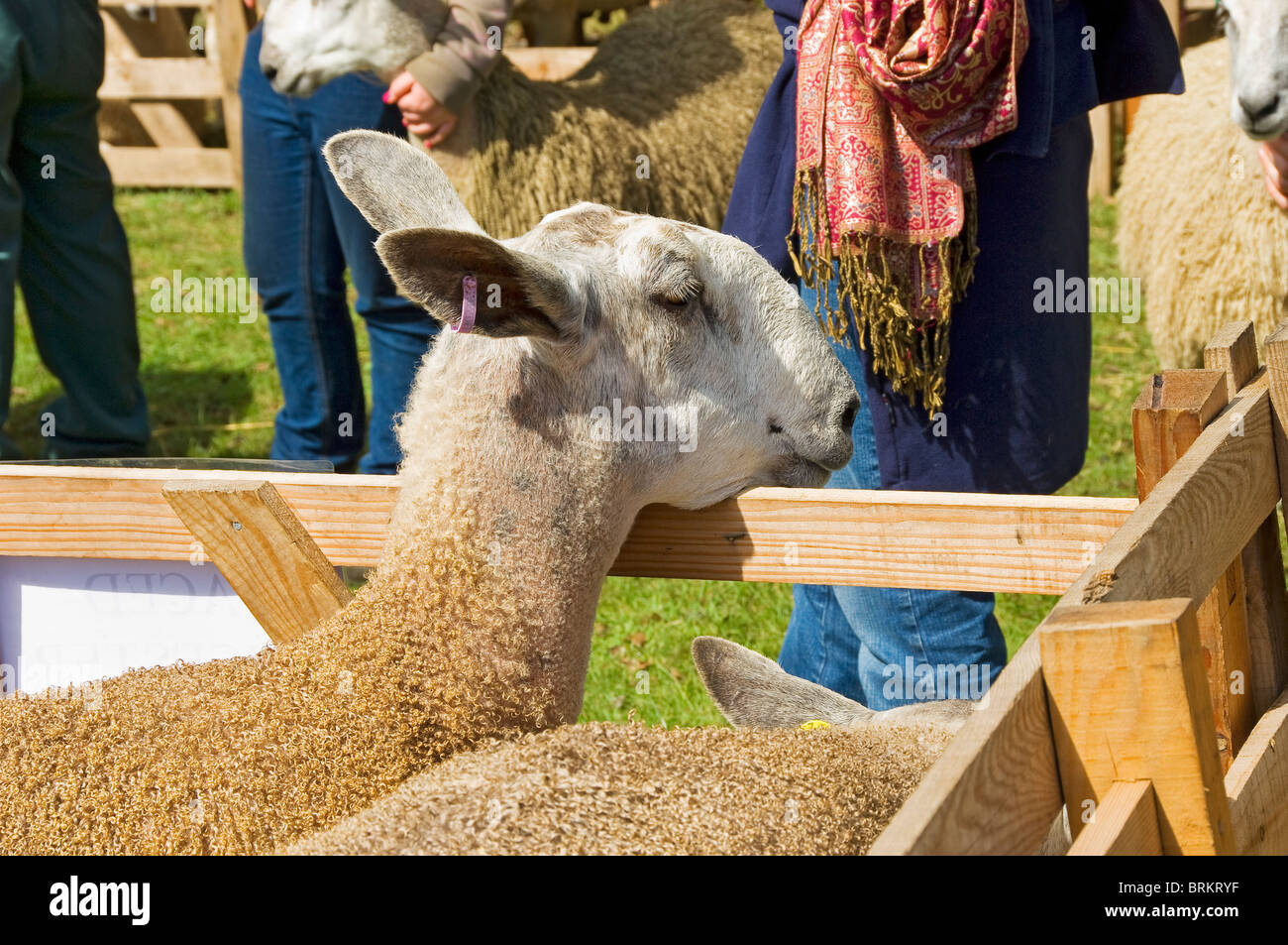 Gros plan sur le mouton Bluefaced Leicester au Rosedale Agricultural Show en été North Yorkshire Angleterre Royaume-Uni GB Grande-Bretagne Banque D'Images