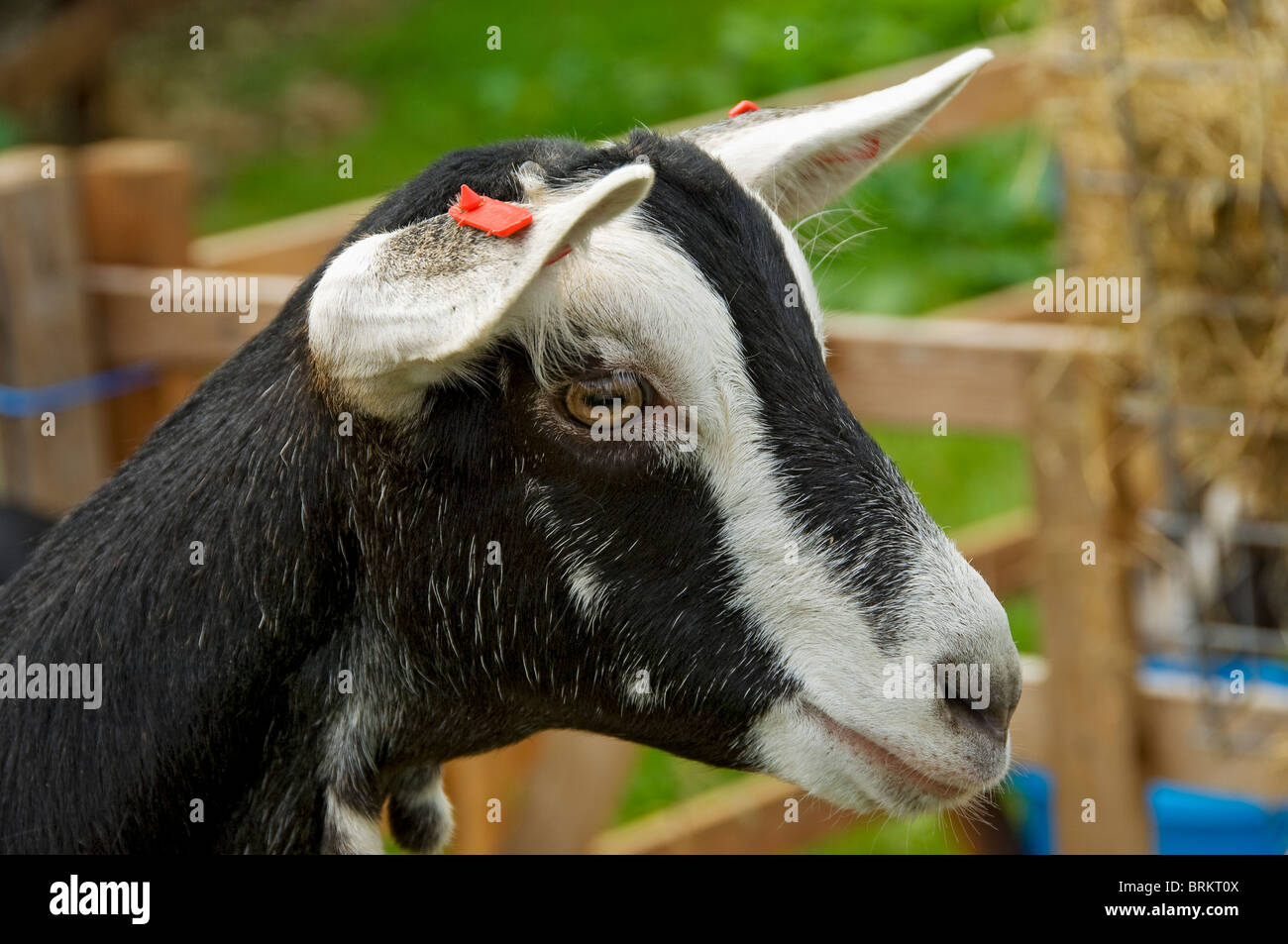 Gros plan sur la chèvre alpine britannique au stylo au Rosedale Agricultural Show en été North Yorkshire England Royaume-Uni GB Grande-Bretagne Banque D'Images