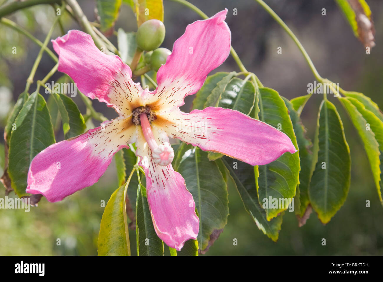 Fleur de la de soie ou kapokier Chorisia speciosa Banque D'Images