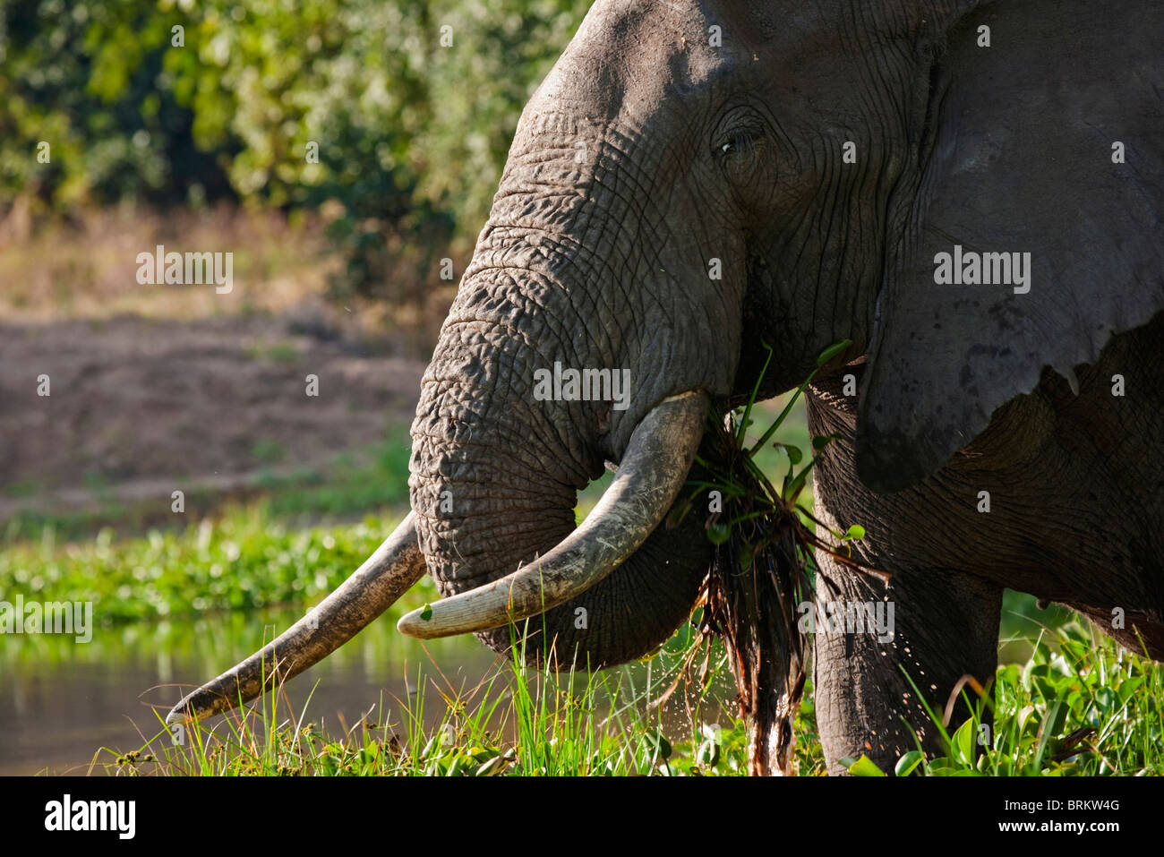 Bull éléphant debout dans un trou d'arrosage se nourrissant de jacinthe d'eau Banque D'Images