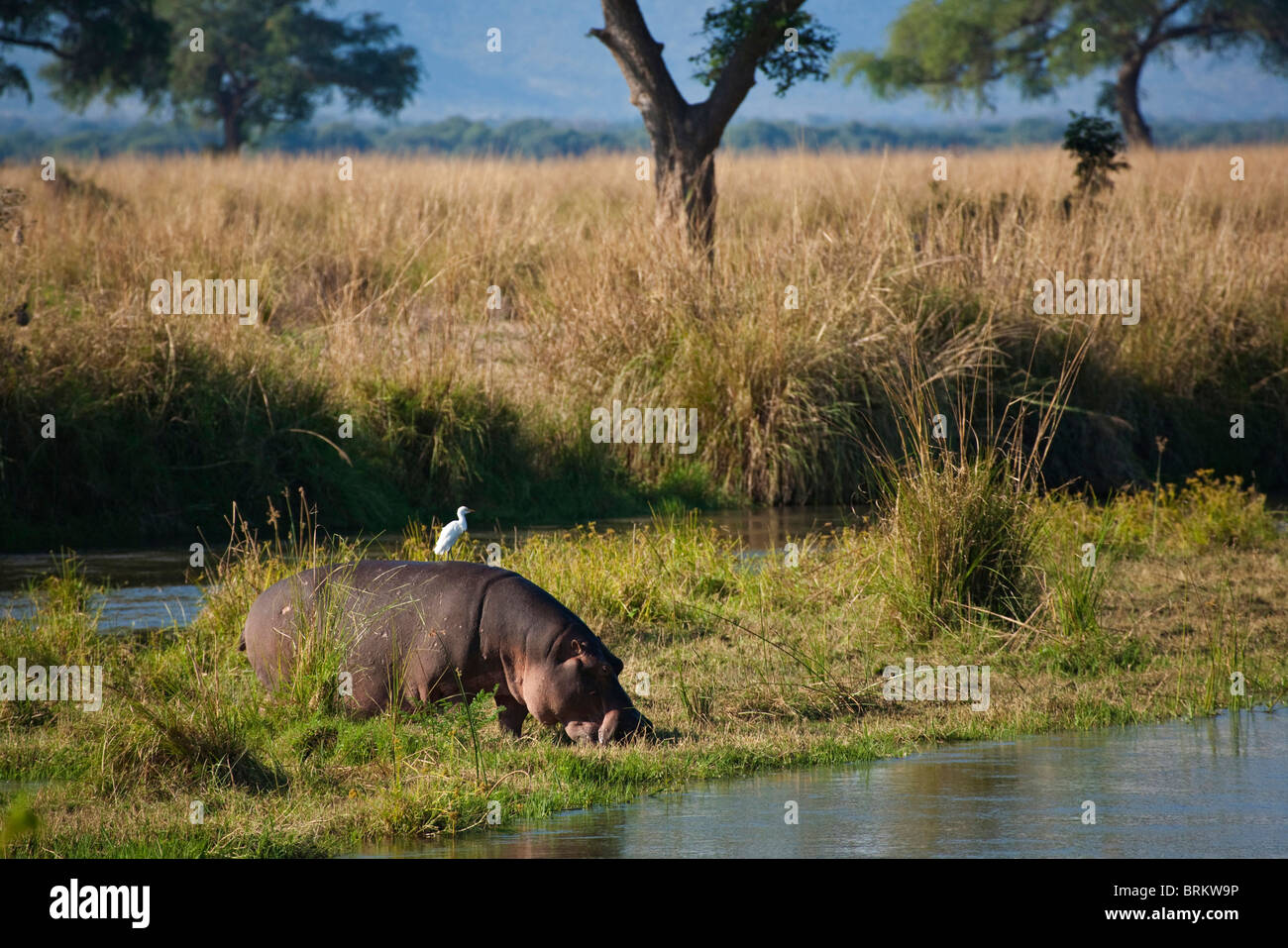 Un hippopotame solitaire se nourrissant sur les rives du Zambèze avec une aigrette perchée sur le dos Banque D'Images