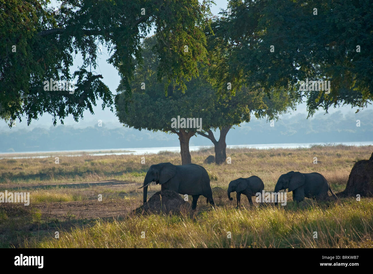Troupeau d'éléphants en marche le Feidherbia fabricants avec le fleuve Zambèze dans l'arrière-plan Banque D'Images