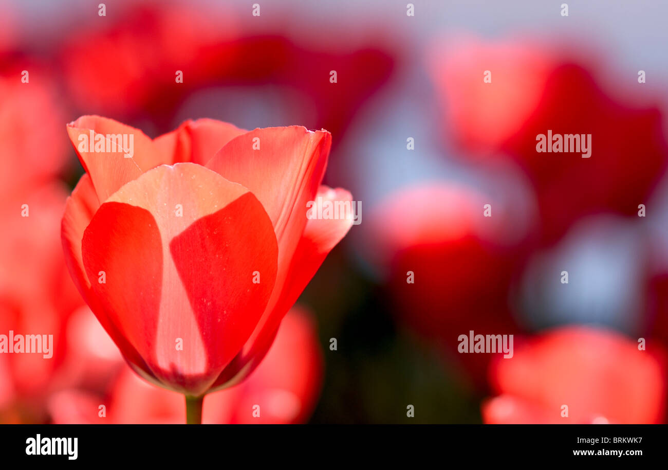 Seule fleur dans un champ de tulipes Banque D'Images