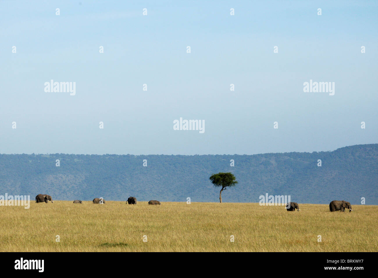 Paysage de Masai Mara avec les éléphants et Lone Tree Banque D'Images