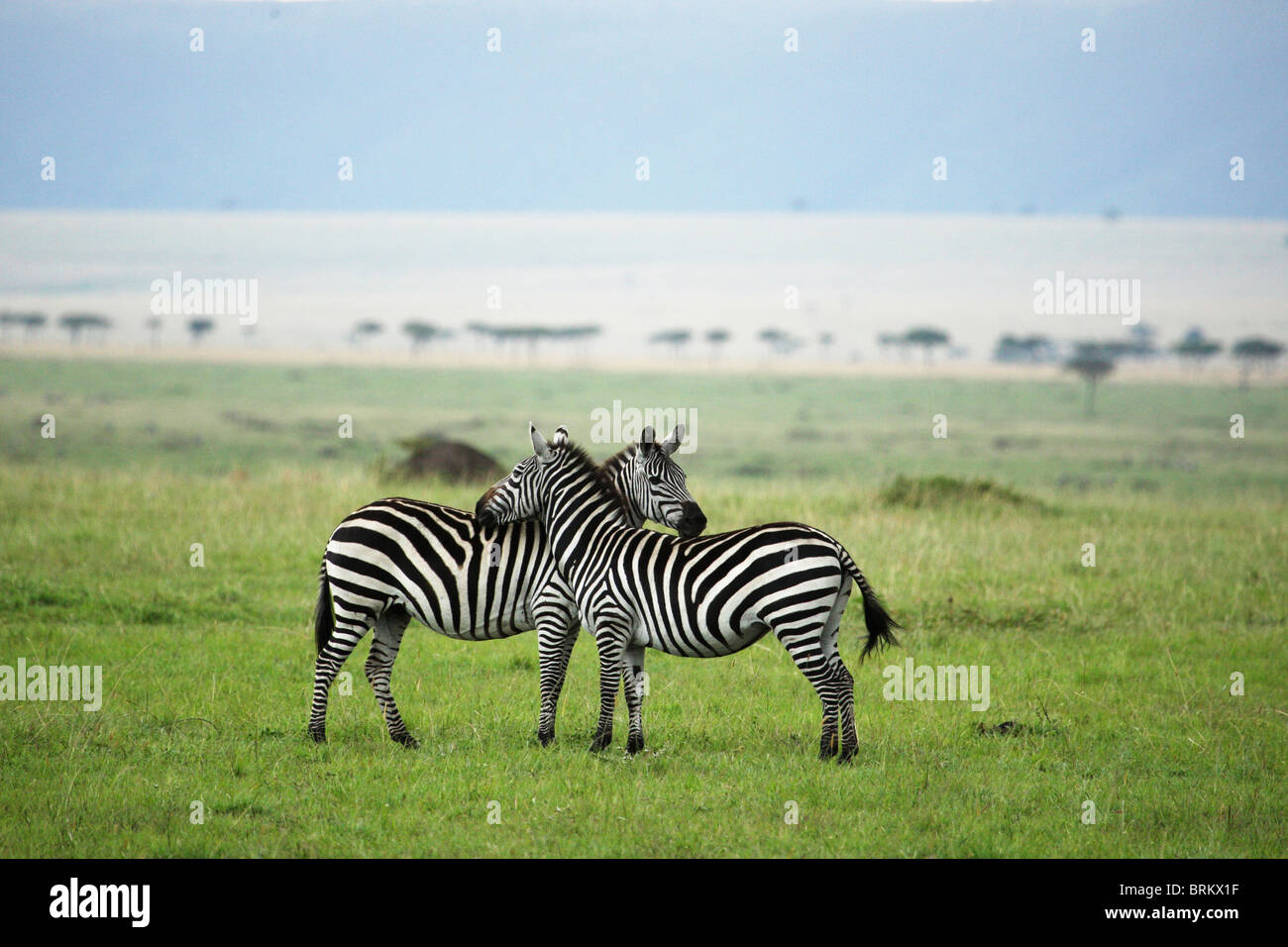 Deux sur l'allotoilettage zebra plaines Masai Mara Banque D'Images
