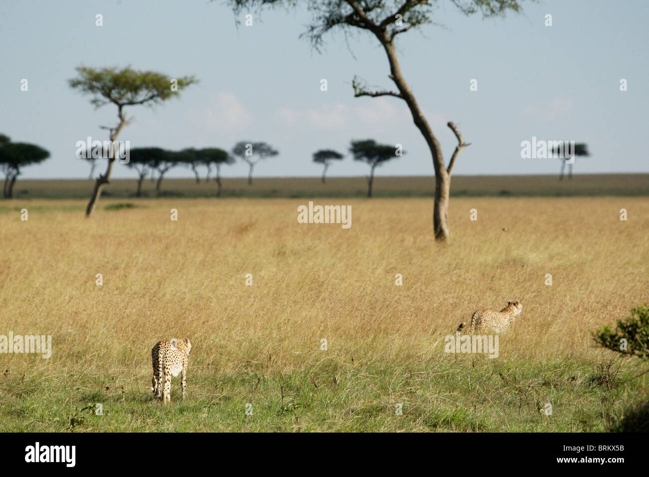 Les guépards à la recherche de proies sur les plaines de Masai Mara Banque D'Images