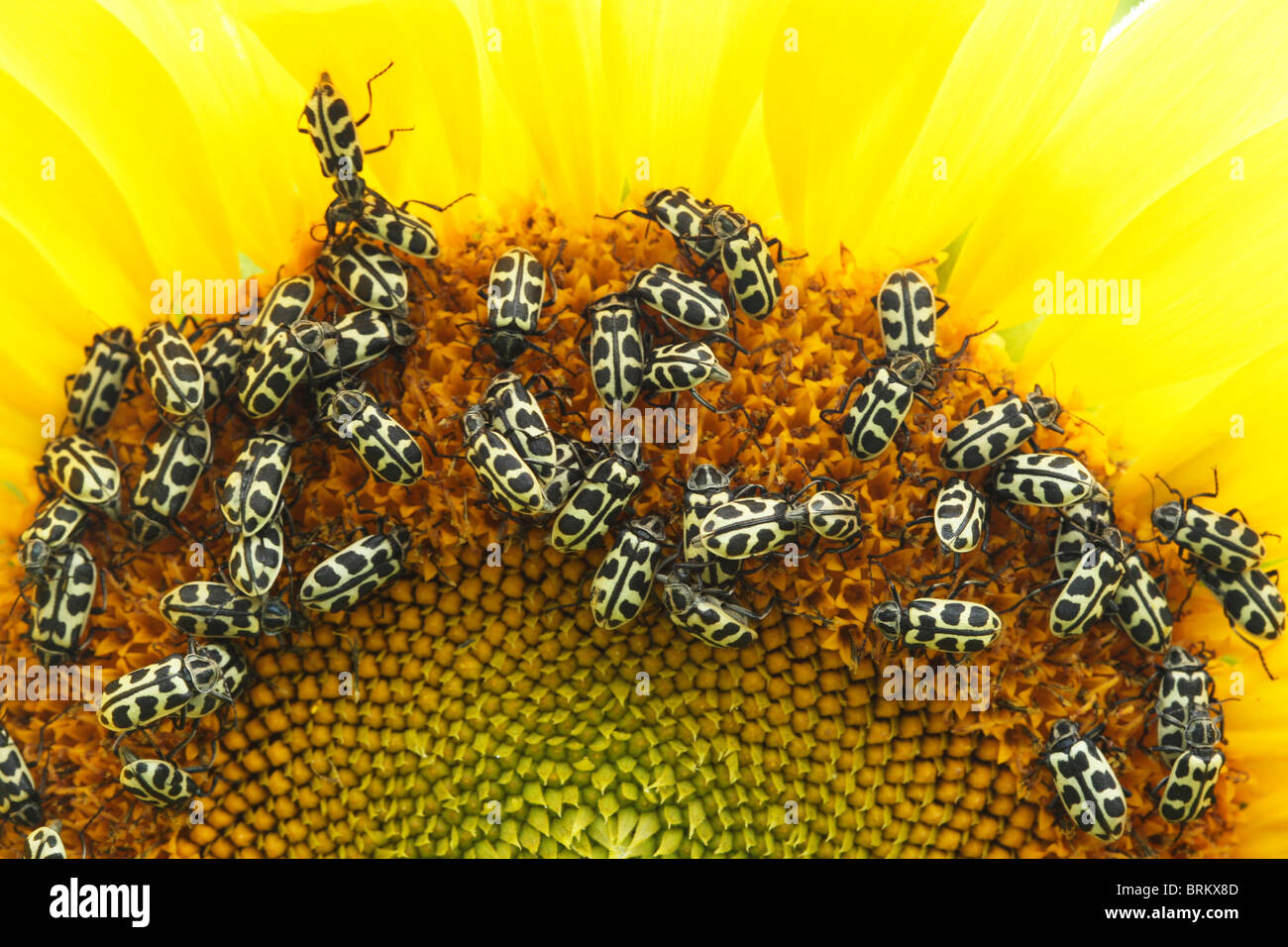 Close-up de coléoptères non identifiés se nourrissant de pollen de tournesol Banque D'Images