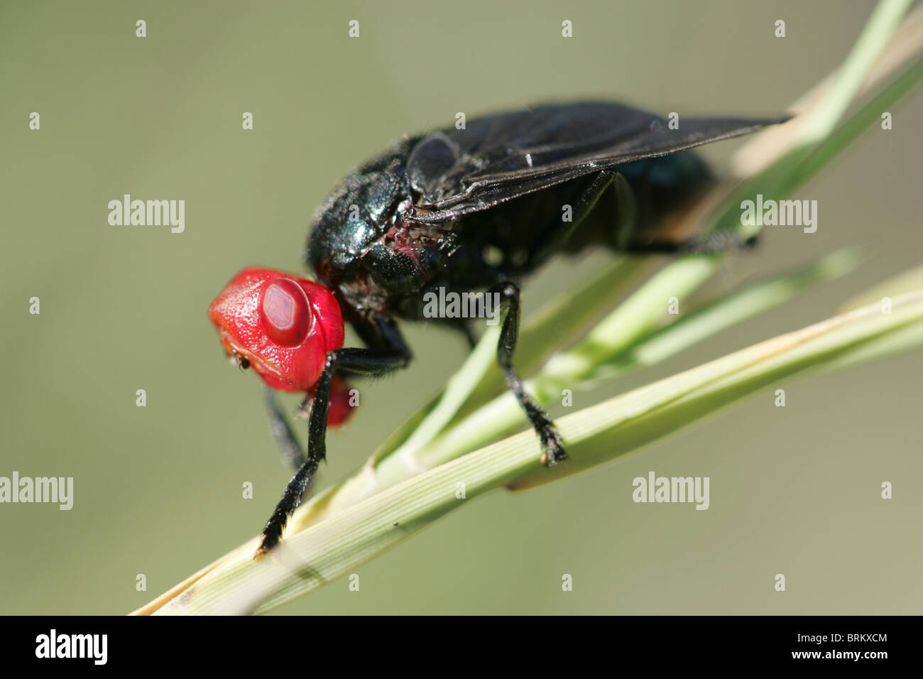 Voleur à tête rouge voler sur une tige d'une plante verte Banque D'Images