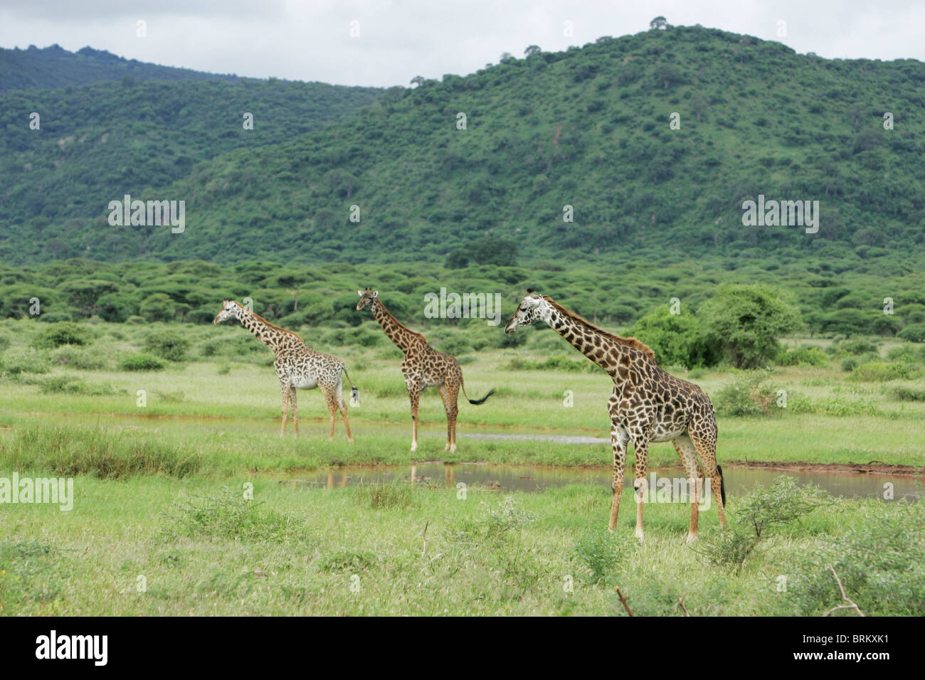 Vue panoramique sur toi au lac Manyara girafe Banque D'Images