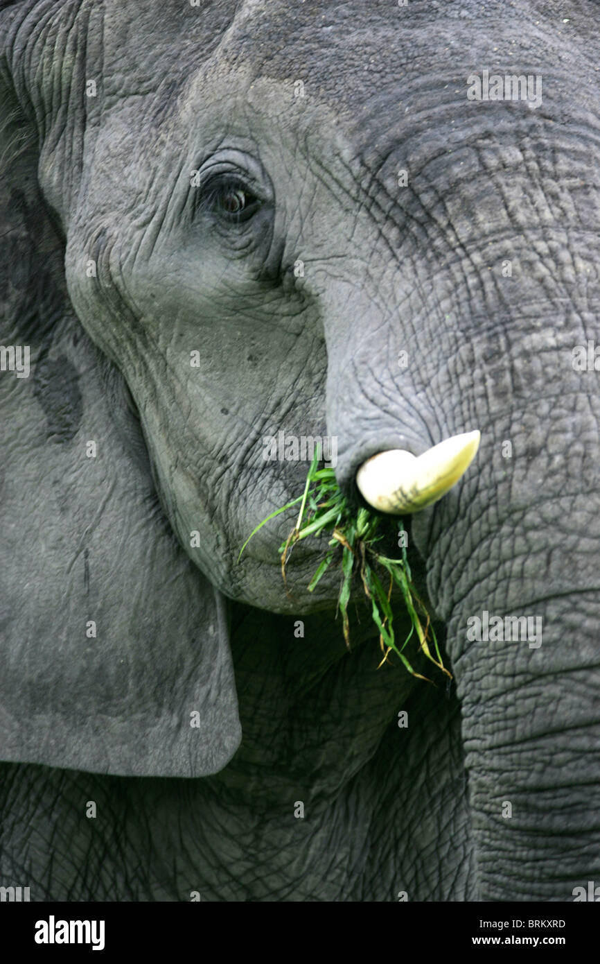 Portrait serré d'un éléphant mange de l'herbe Banque D'Images