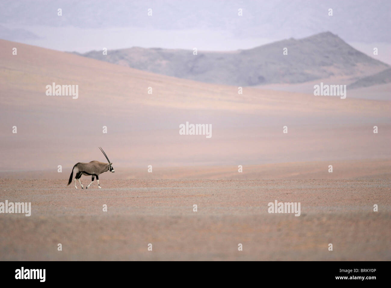 Vue panoramique d'une marche à travers un désert de Gemsbok Banque D'Images