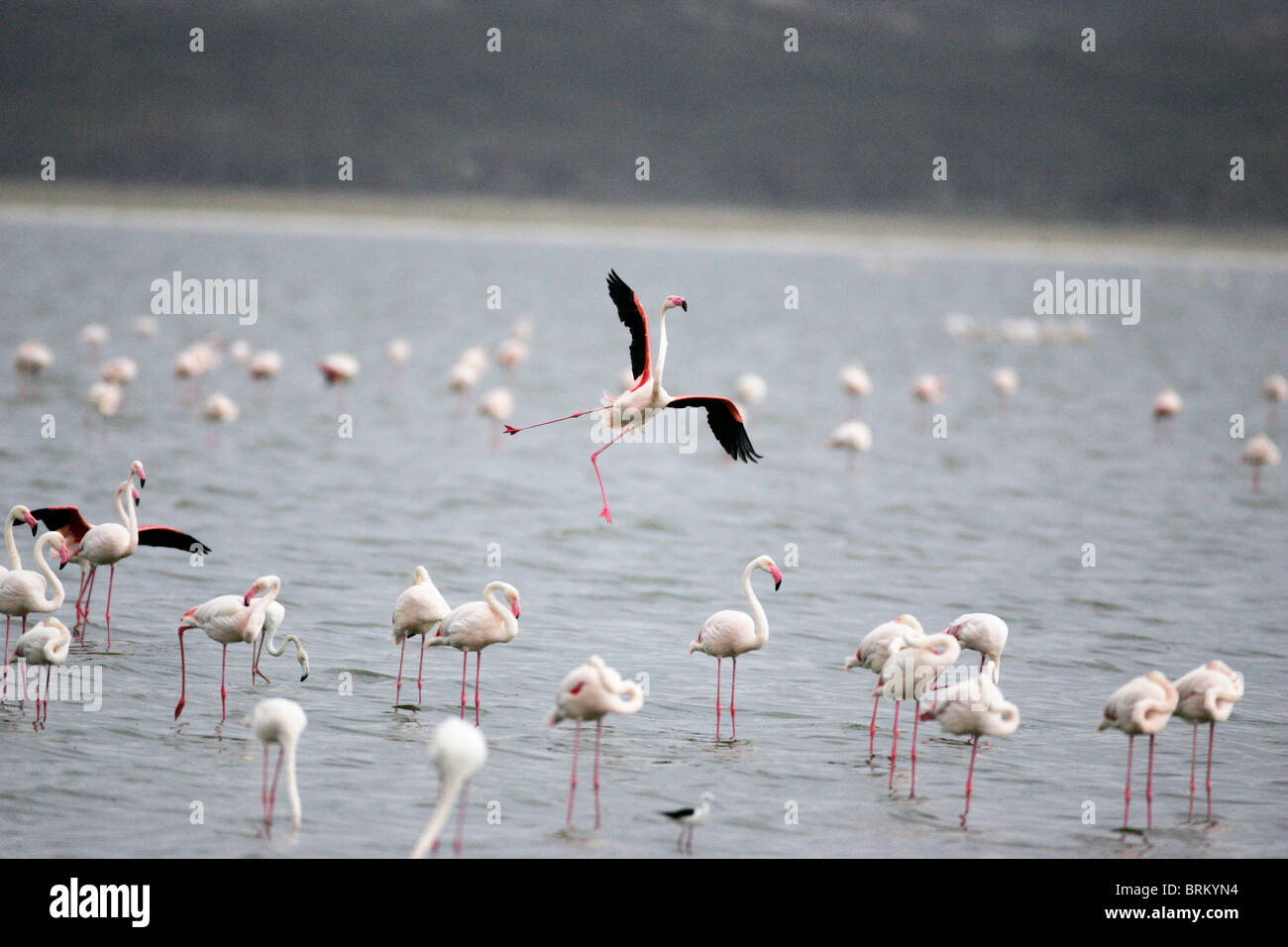 Troupeau de moindre-flamingo debout dans le lac Nakuru, l'un en vol au-dessus Banque D'Images