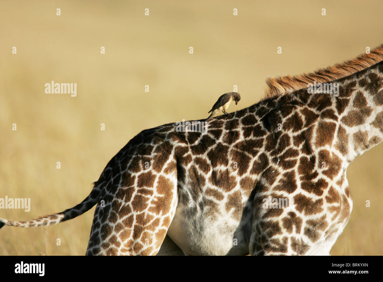 Yellow-ox-pecker perché sur le dos d'une girafe Masai Banque D'Images