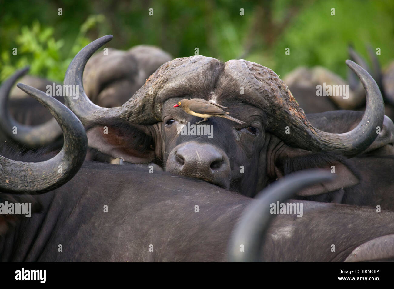 Buffalo bull portrait avec red-billed oxpecker sur son museau Banque D'Images