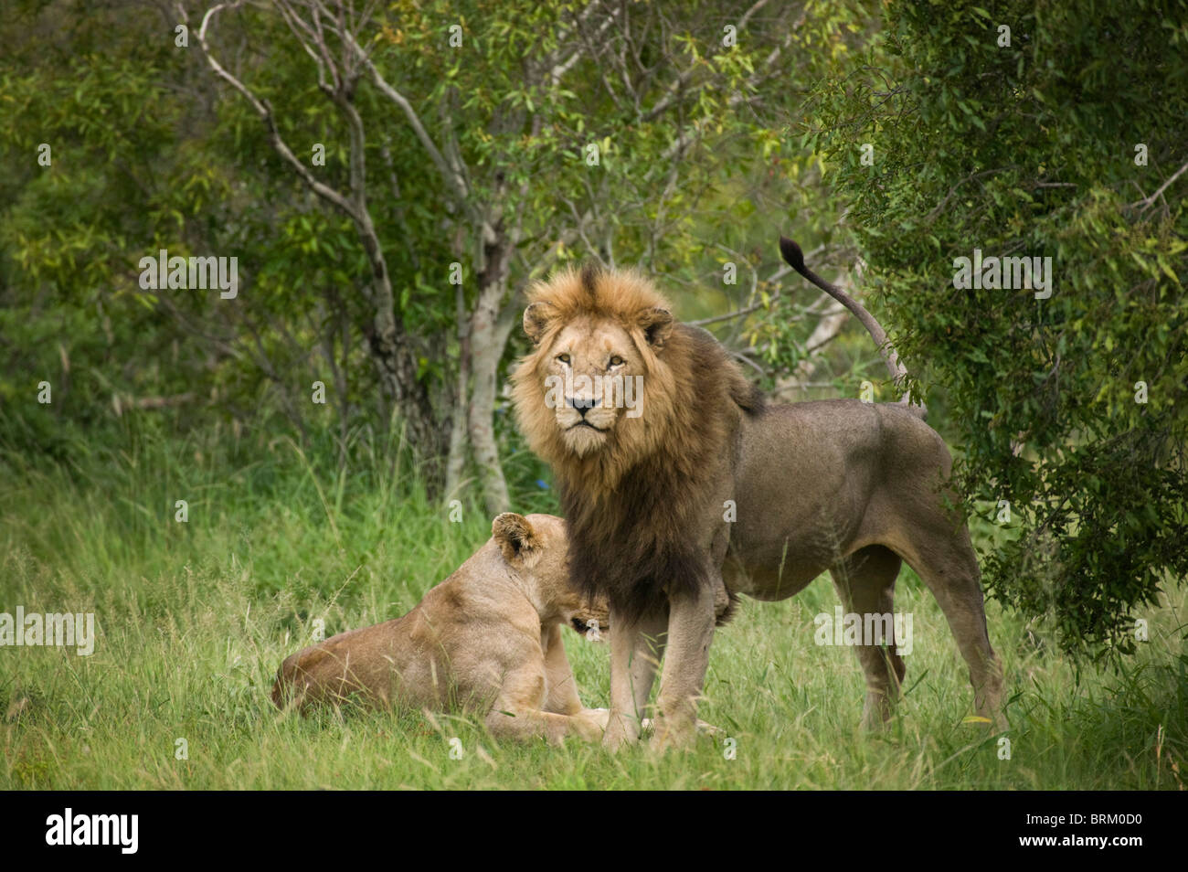 Une paire d'accouplement des lions se reposant dans la brousse dense Banque D'Images