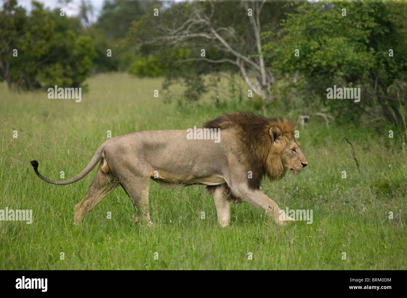 Lion marchant à travers l'herbe bushveld Banque D'Images