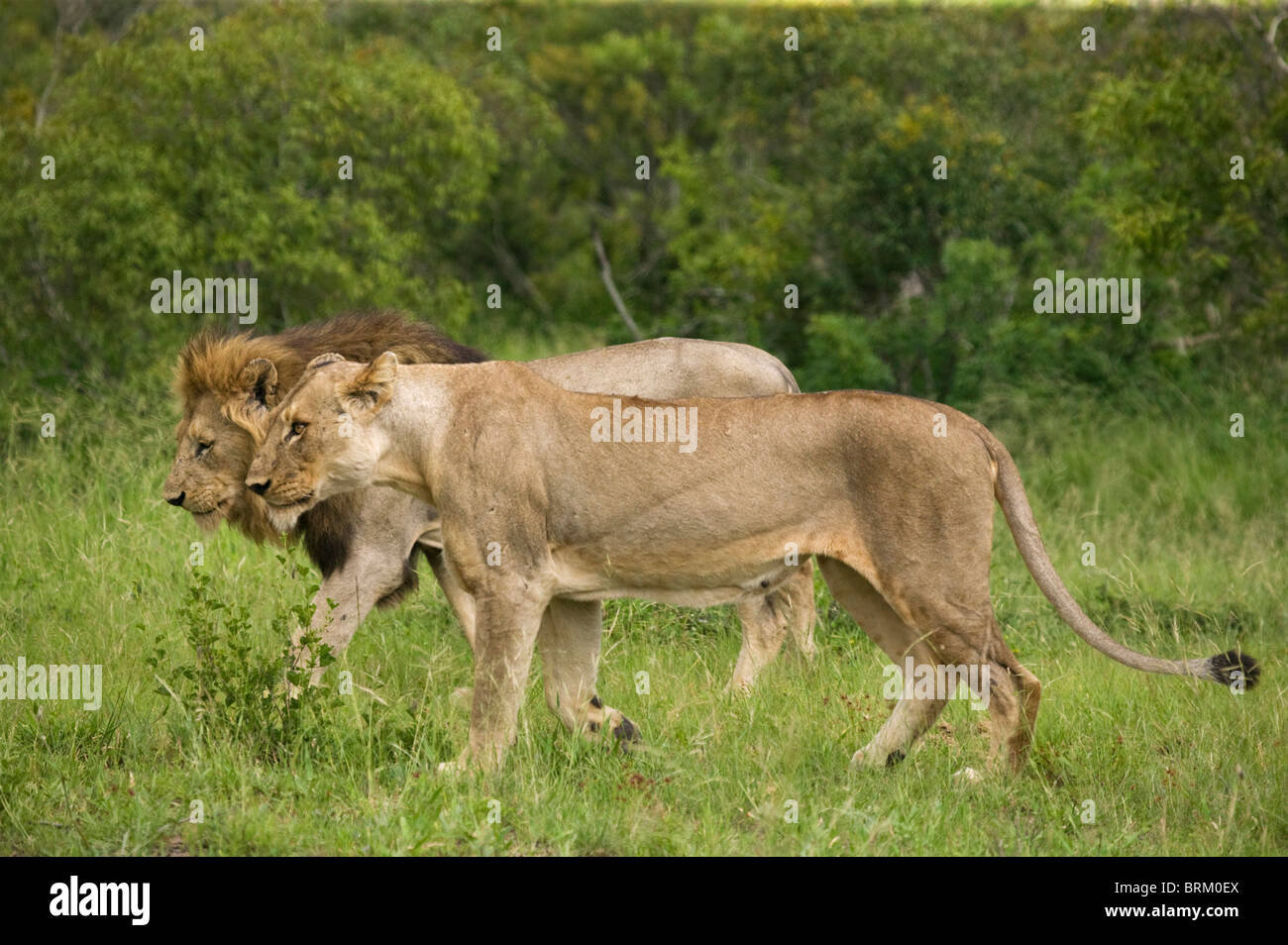 Une paire d'accouplement des lions de marcher côte à côte dans la brousse dense Banque D'Images
