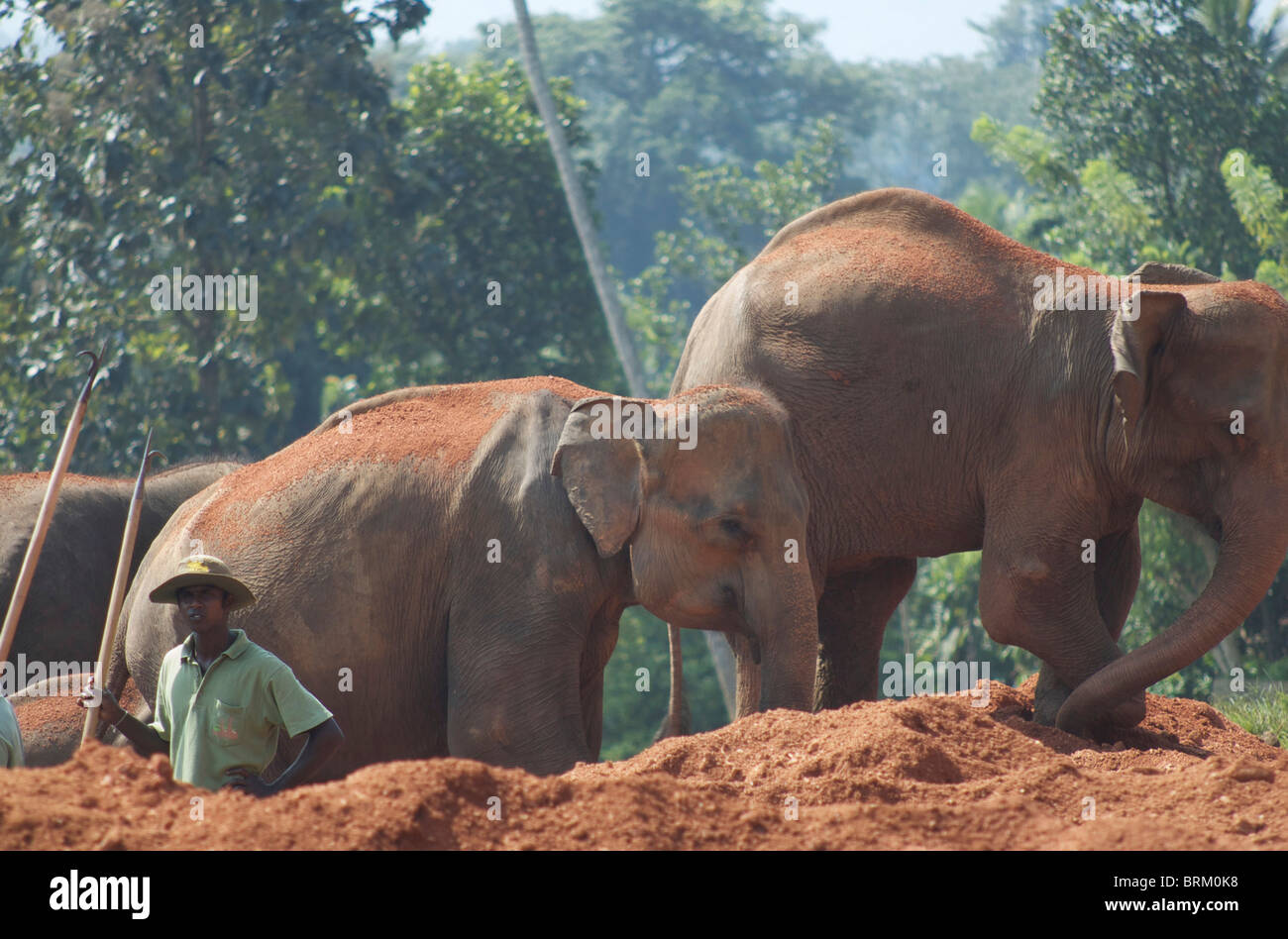 Des éléphants en terre rouge surveillé par un cornac avec un crochet de bull Banque D'Images