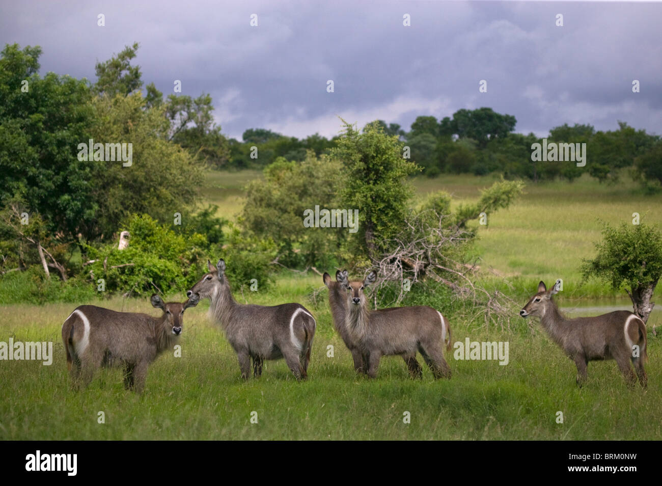 Vue panoramique d'un troupeau de waterbuck dans les savanes sous ciel nuageux Banque D'Images