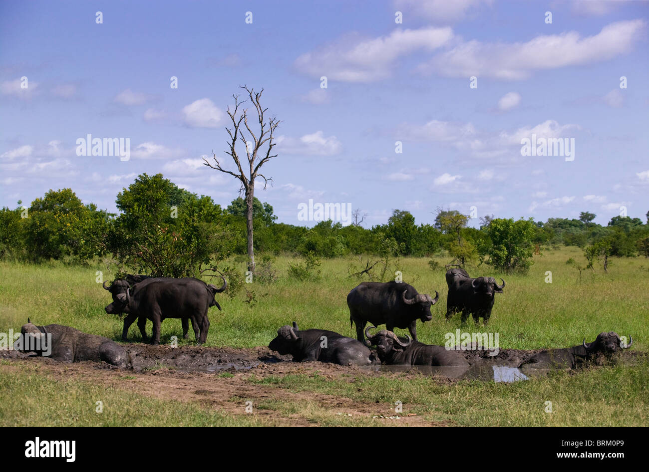 Vue panoramique d'un troupeau de buffles africains se vautrer dans une casserole dans une savane ouverte Banque D'Images