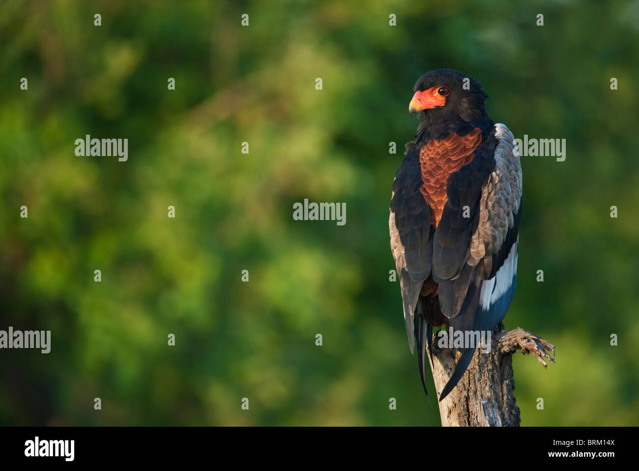 Un aigle bateleur perché sur une ouverture de lumière chaude Banque D'Images