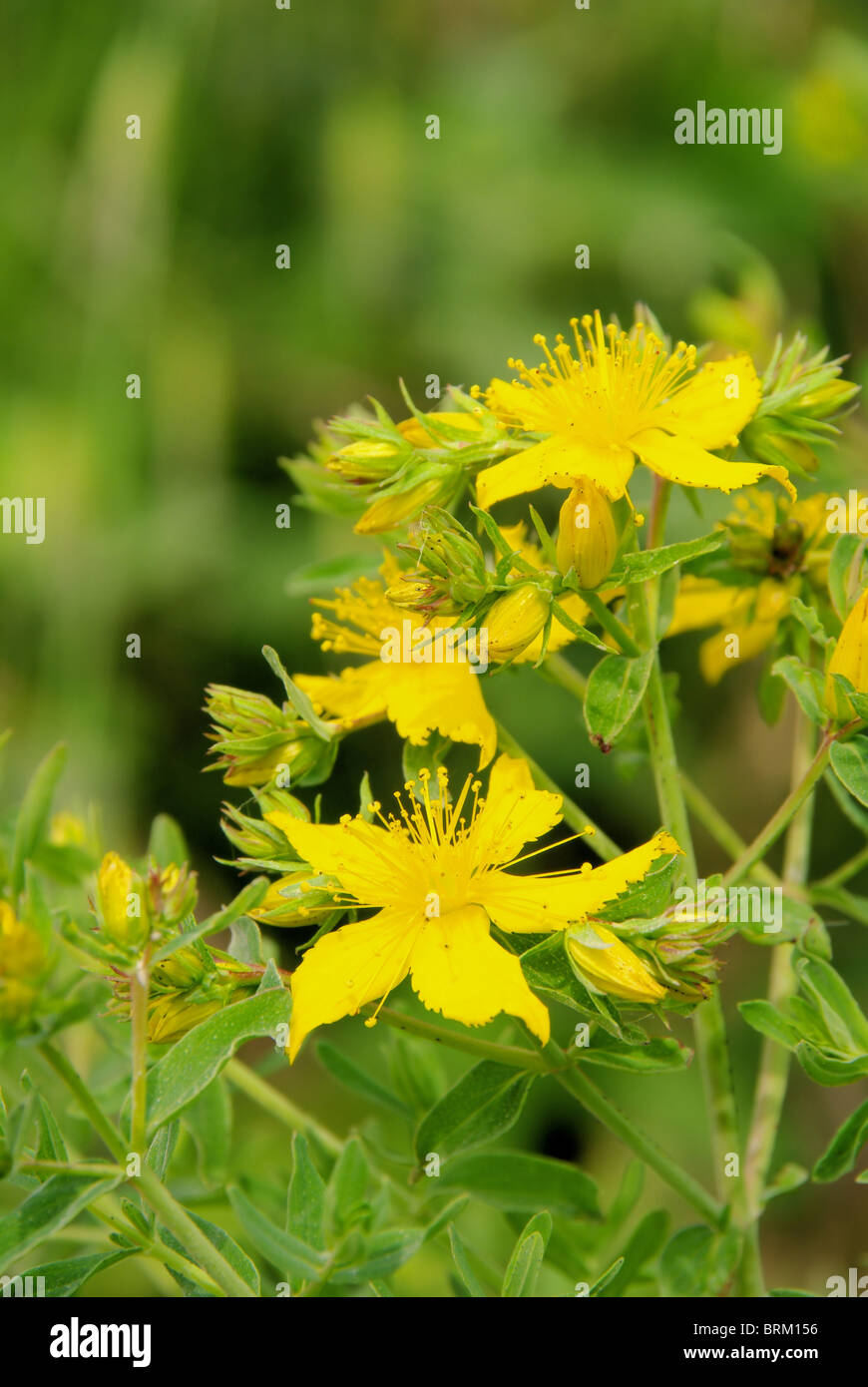 Johanniskraut - St Johns millepertuis 31 Banque D'Images