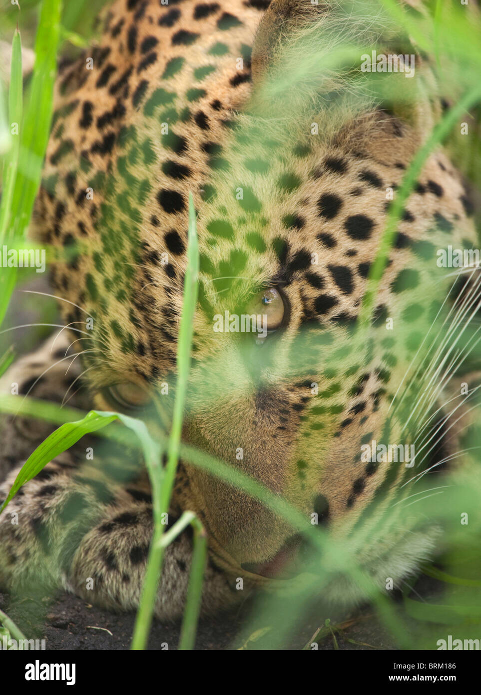Portrait serré d'un léopard, dissimulé dans l'herbe verte luxuriante long Banque D'Images