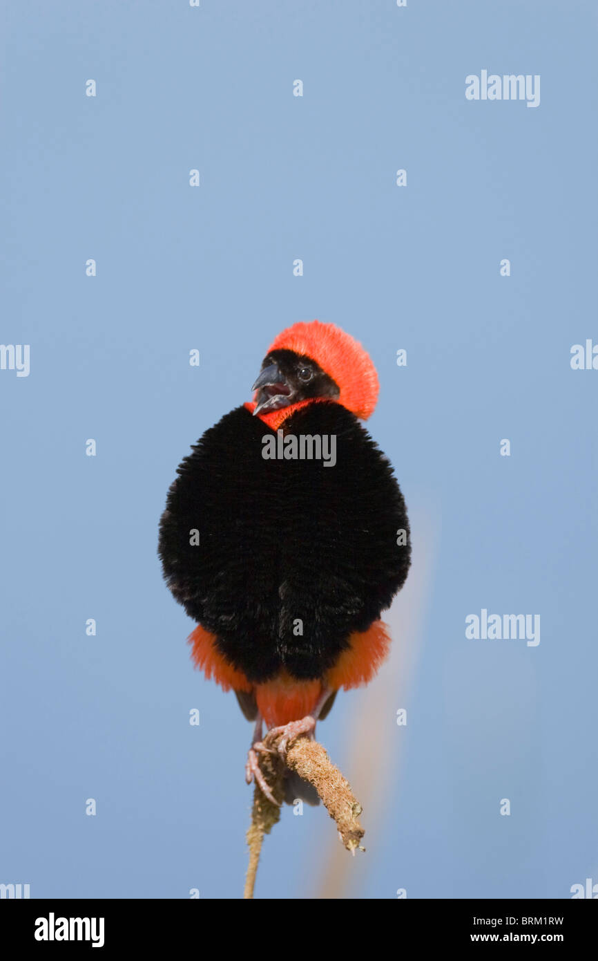 L'Évêque rouge gonflée et perché sur une branche Banque D'Images