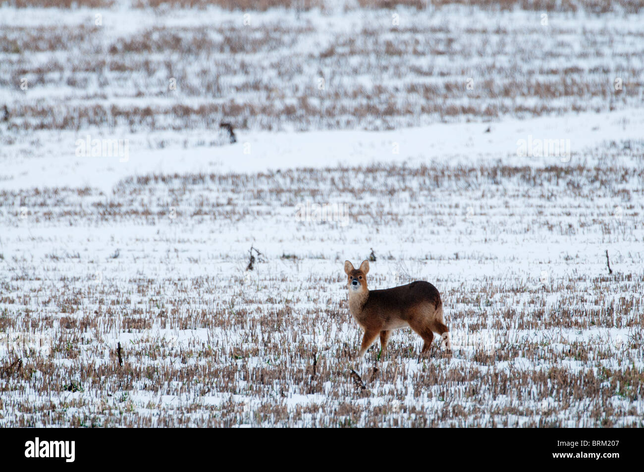 De l'eau chinois Deer deer hydropotes inermis norfolk neige hiver Banque D'Images