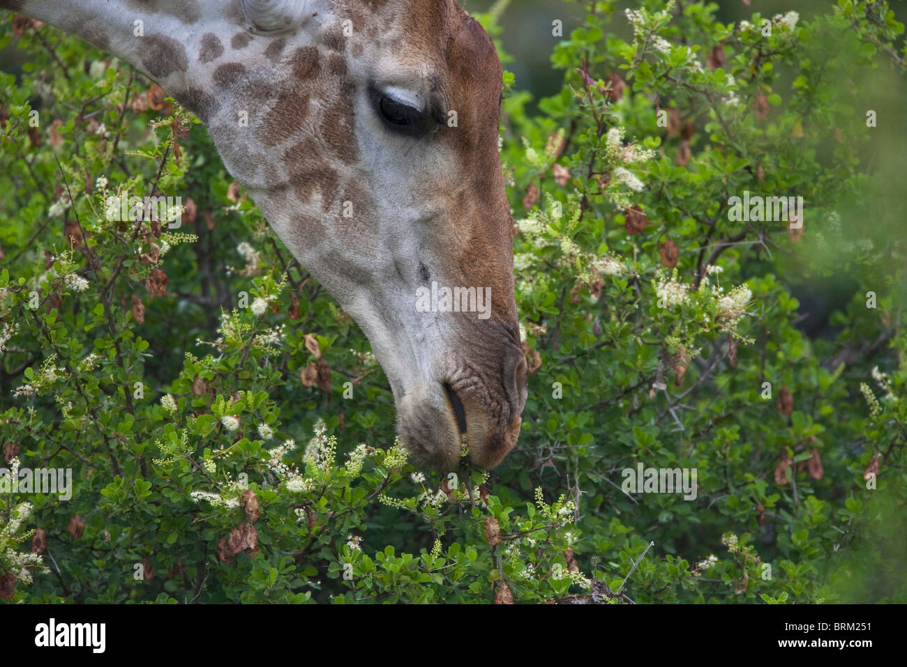 Portrait d'une girafe de navigation dans un arbuste Banque D'Images