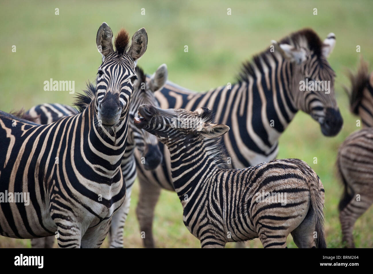 Une mère zebra en tournant la tête de son jeune poulain qui est à la recherche d'attention Banque D'Images