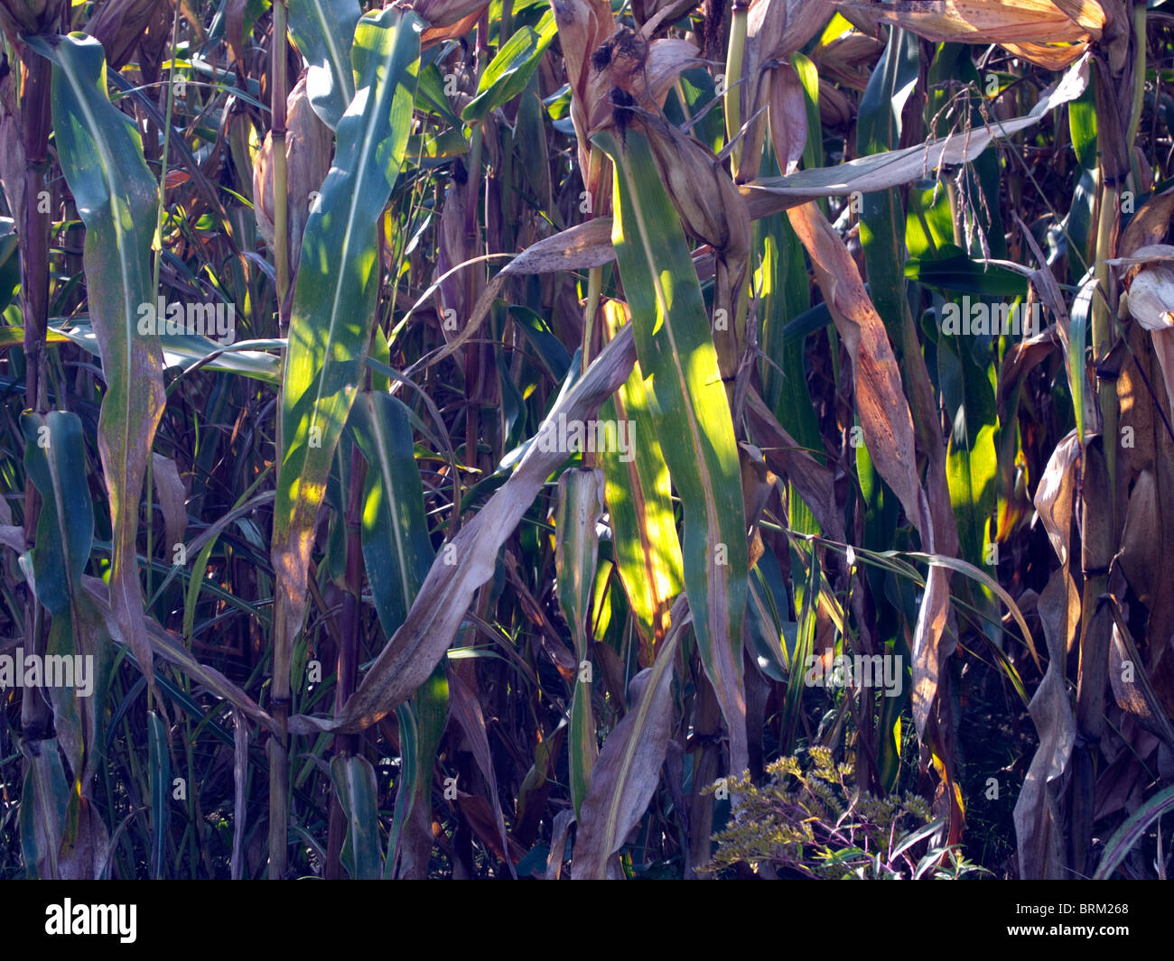 Plant de maïs en saison d'automne Banque D'Images