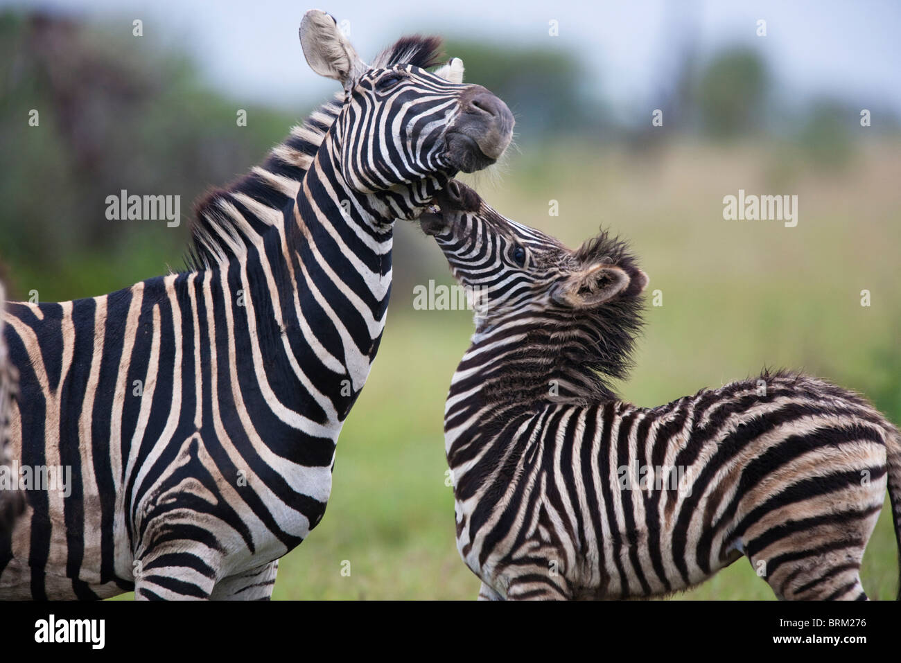 Zebra bébé s'étendant vers le haut et de mordre la joue de sa mère Banque D'Images