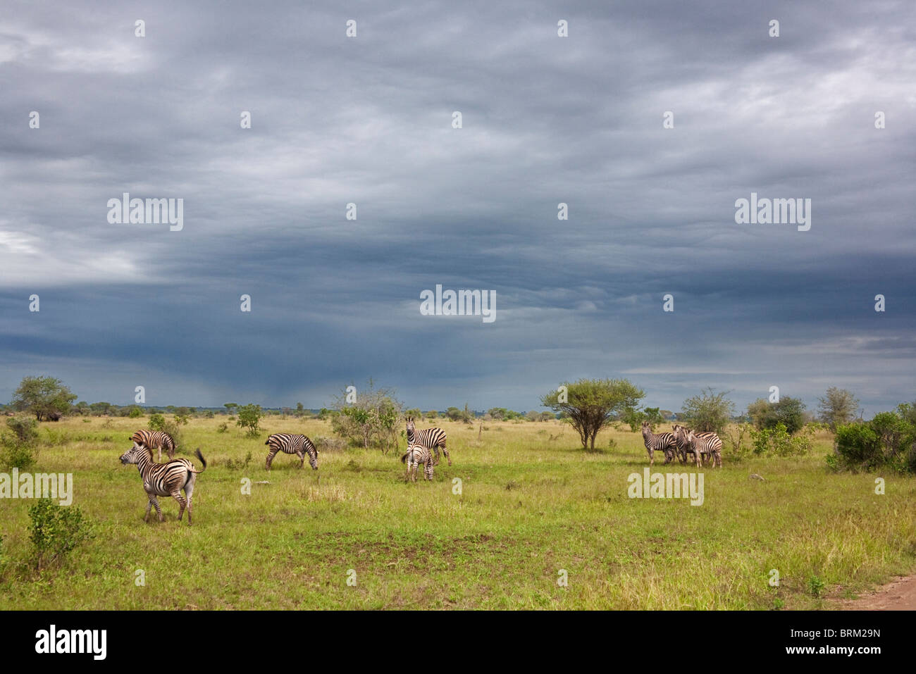 Un zèbre troupeau paissant dans le bushveld avec nuages de tempête de passage Banque D'Images