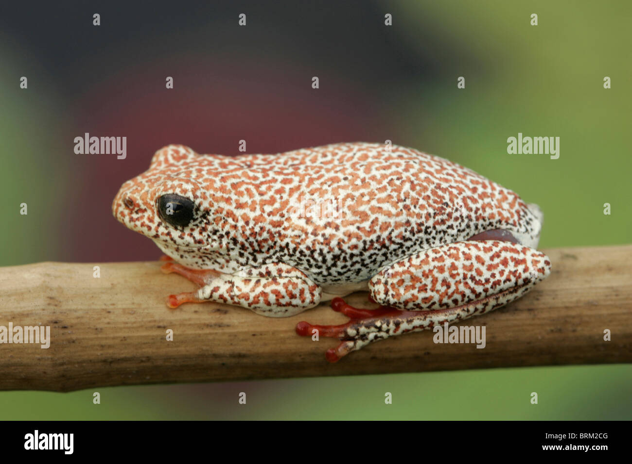 Une orange et blanc reed grenouille assis sur un roseau Banque D'Images