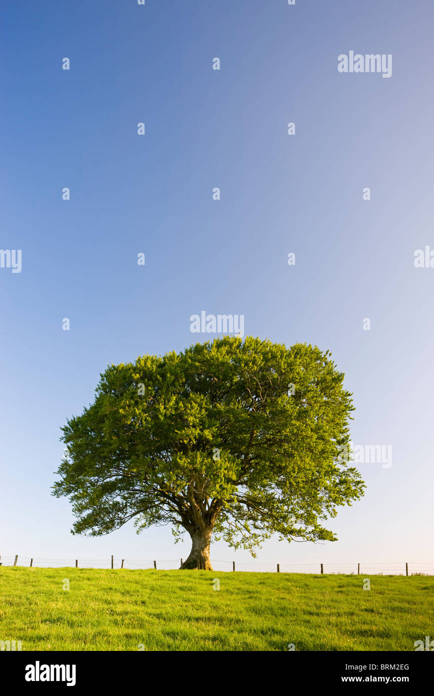Single tree against a blue sky, Mid Devon, Angleterre. En été (juin) 2009. Banque D'Images