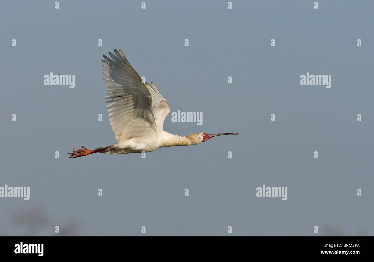 Spatule d'Afrique Banque D'Images