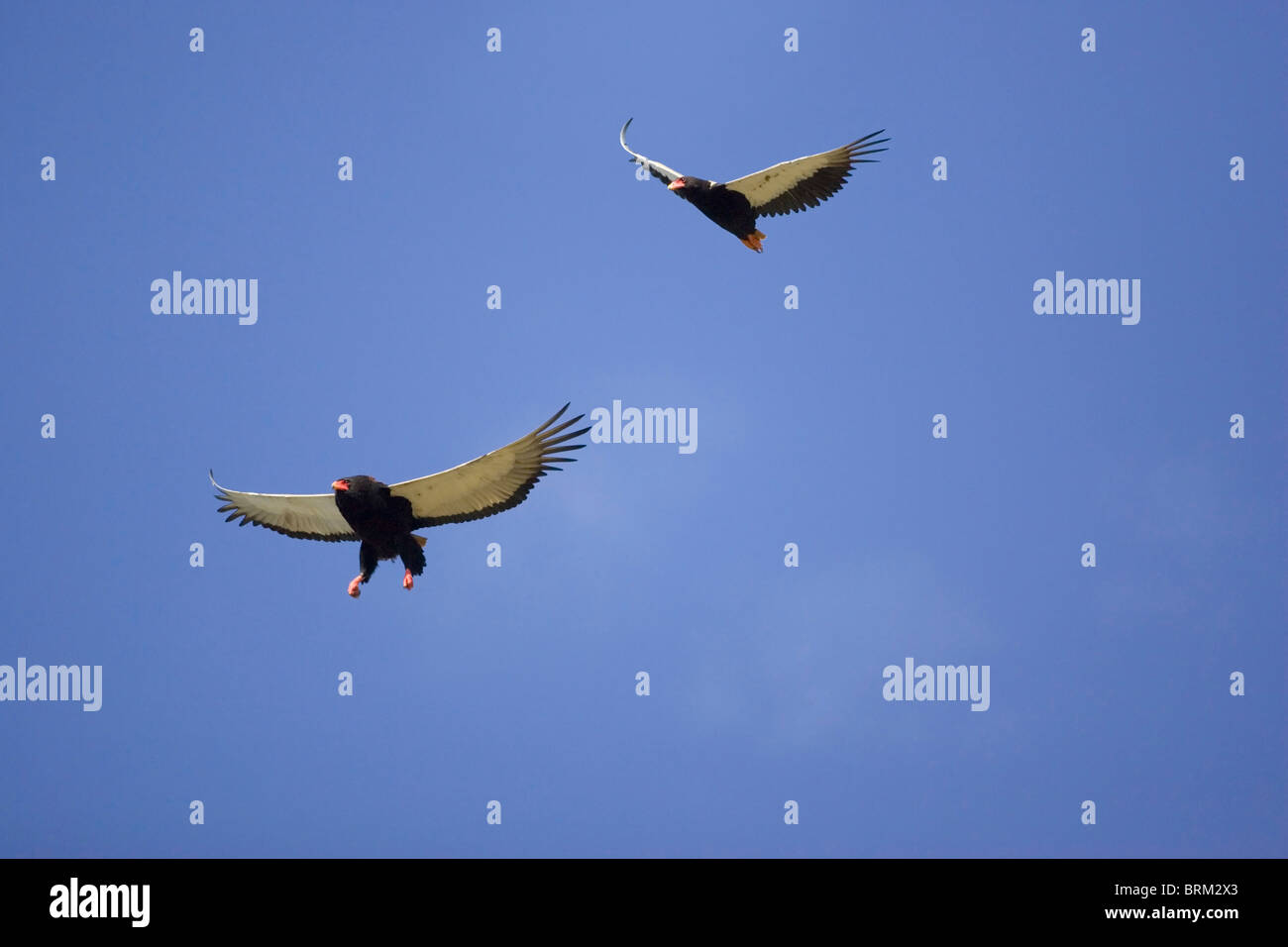 L'aigle Bateleur en vol dans un ciel bleu Banque D'Images