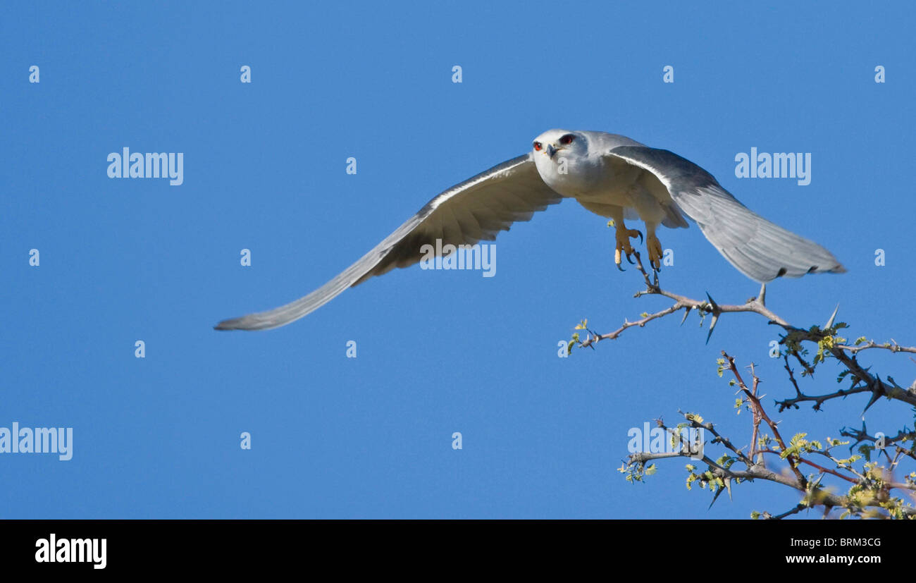 Black-shouldered kite au décollage à une branche d'épine Banque D'Images