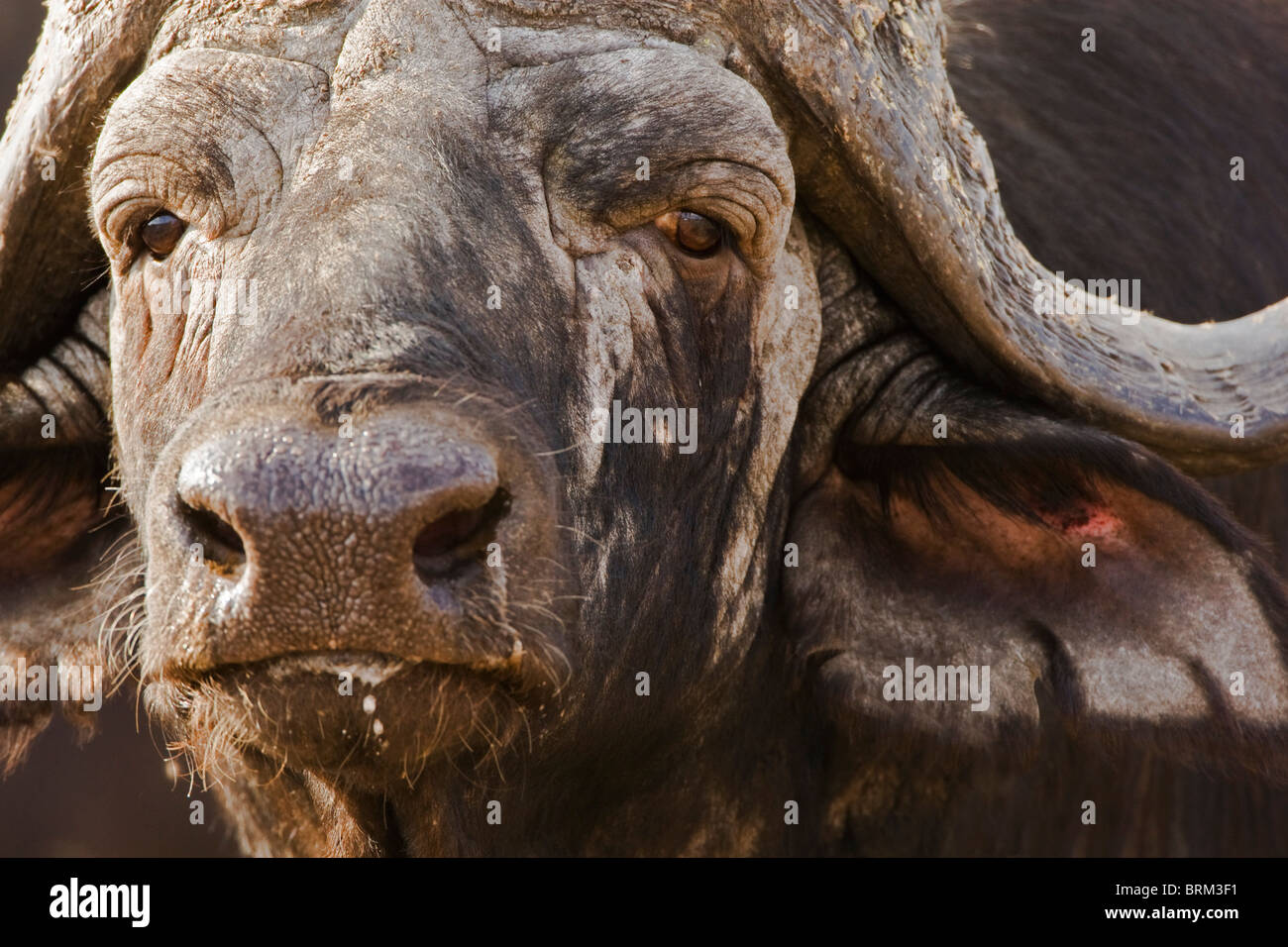 Portrait serré d'un vieux Buffle bull Banque D'Images