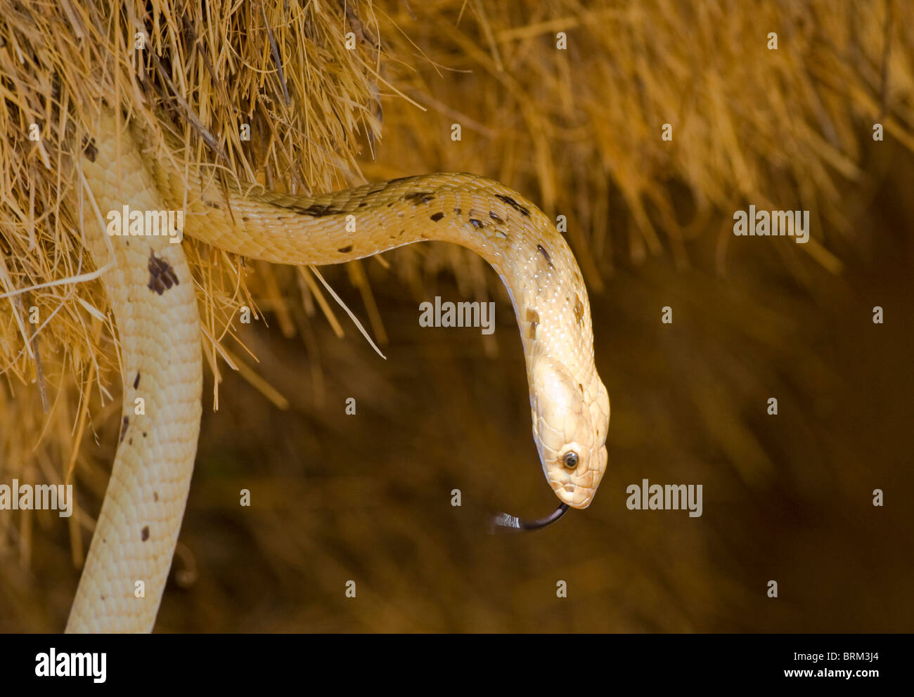 Cape cobra en quête de tisserands les œufs et les oisillons dans un nid sociable weaver Banque D'Images