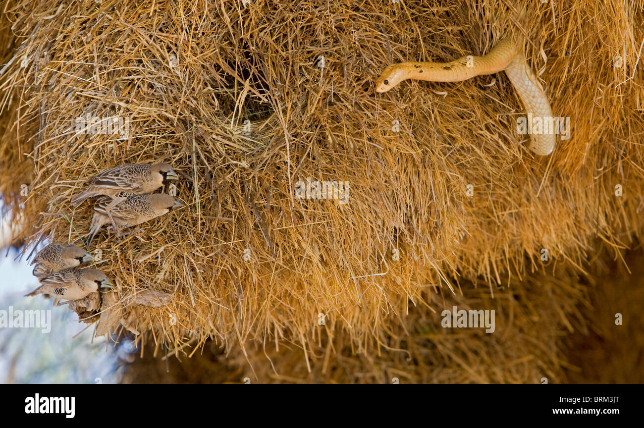 Cape cobra en quête de tisserands les œufs et les oisillons dans un nid sociable weaver Banque D'Images
