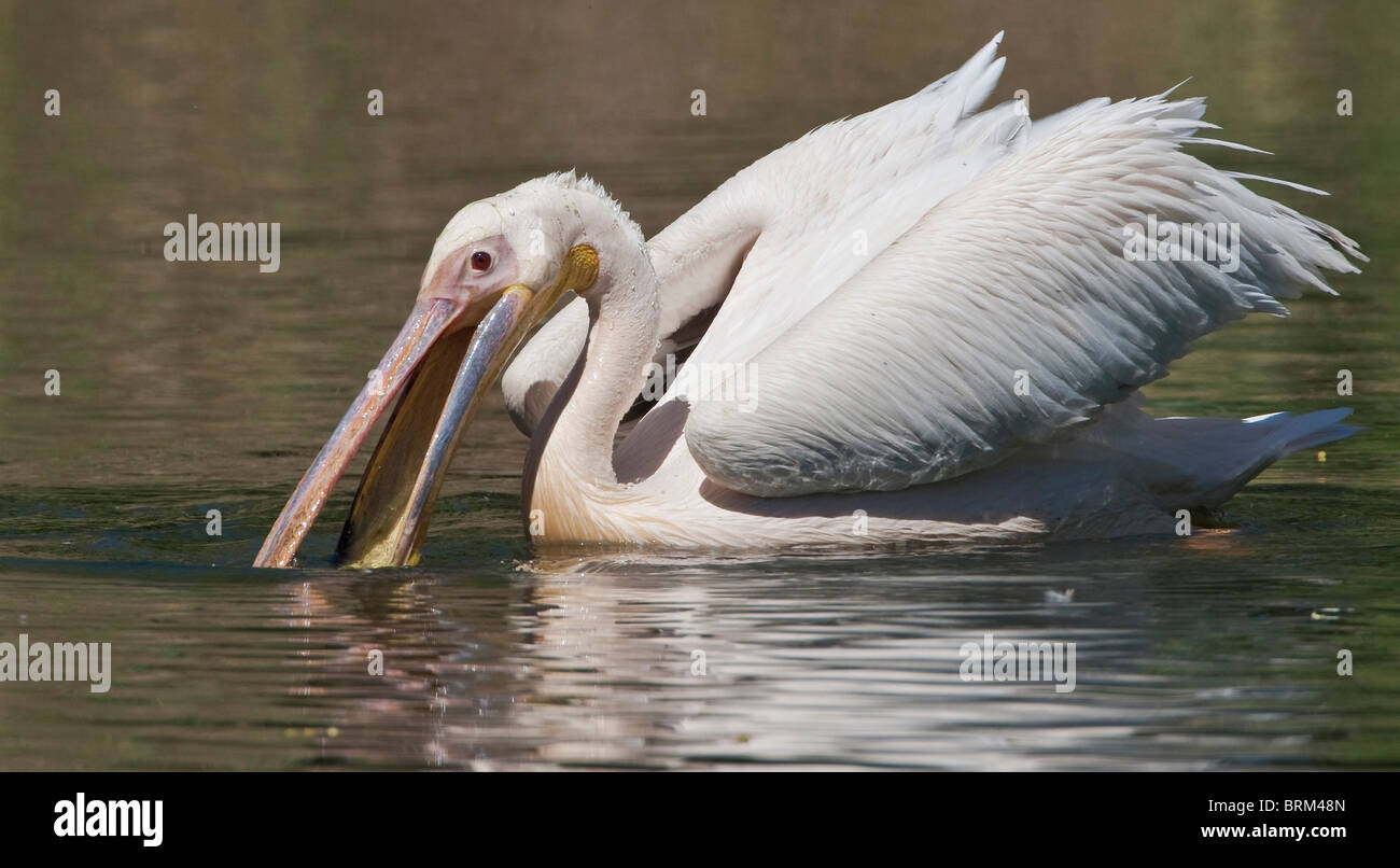 Grand blanc pélican nourrissant Banque D'Images