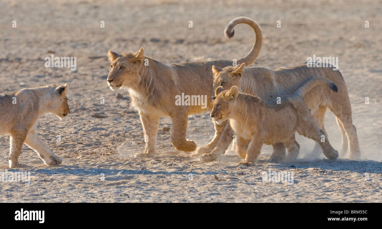 Des lionceaux avec mère Banque D'Images