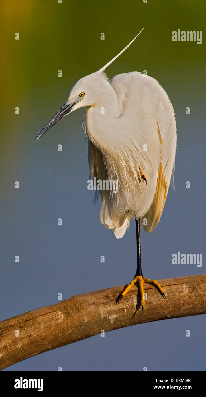 L'aigrette garzette perché sur une jambe Banque D'Images