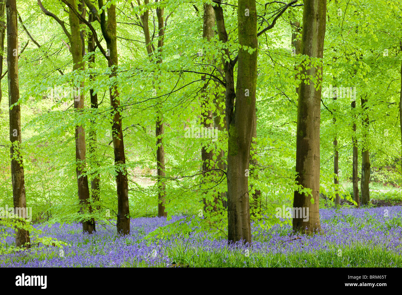 Bluebells commun (Hyacinthoides non-scripta) floraison dans un bois de hêtre, bois de l'Ouest, Lockeridge, Wiltshire, Angleterre. Banque D'Images