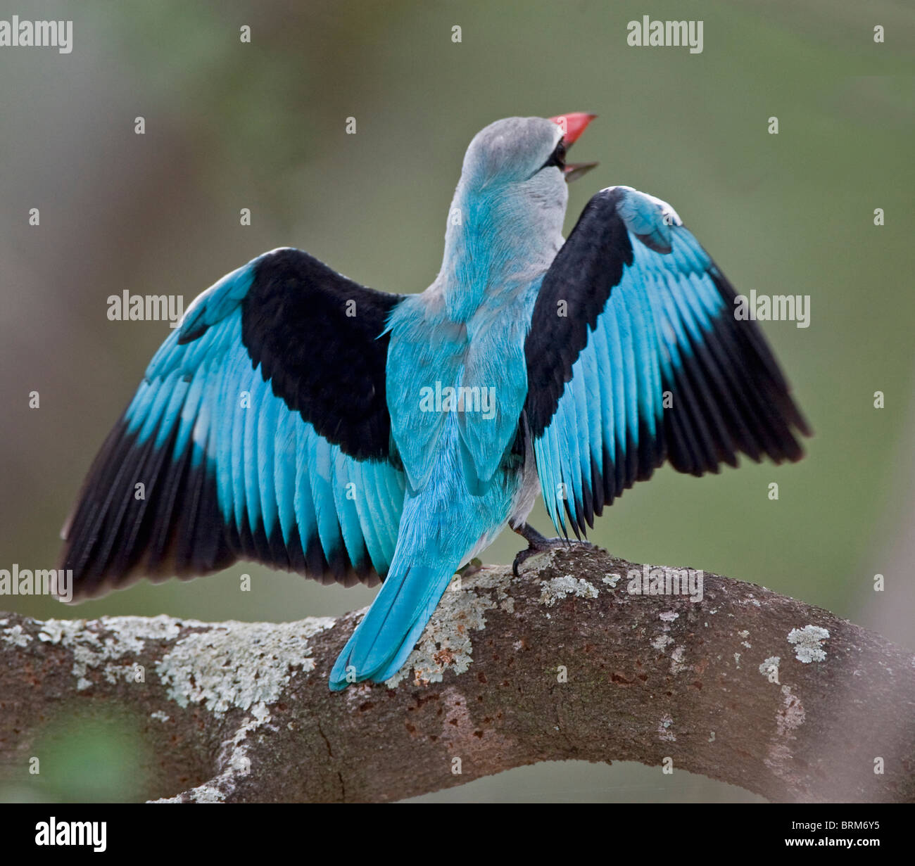 Woodland kingfisher Banque D'Images